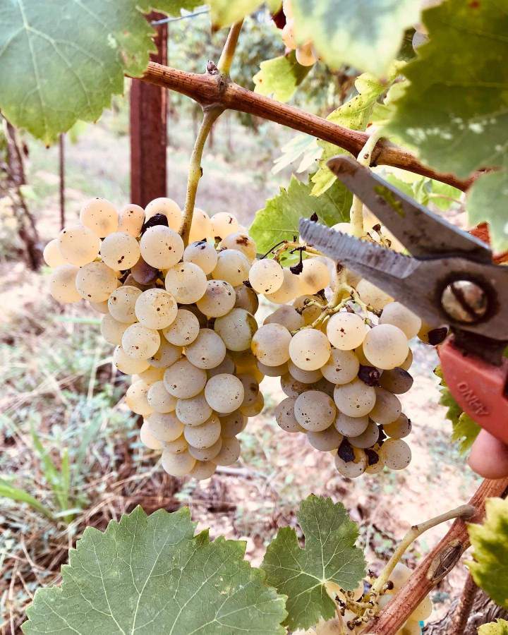 Cueillette raisins Claret