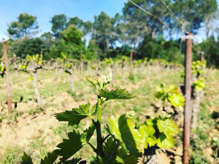 Vignoble Claret