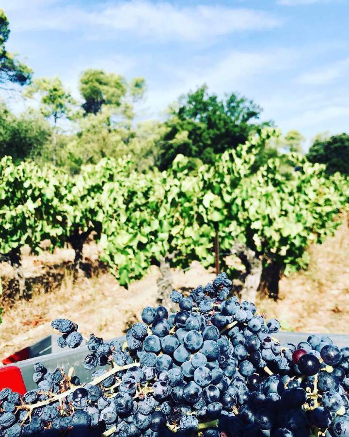Cueillette raisins Claret