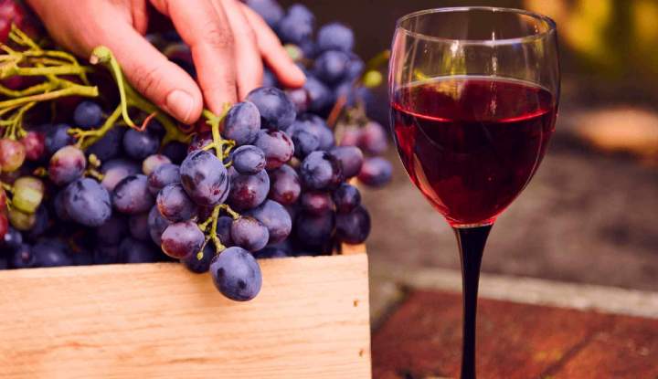 Dégustation de vins BIO Claret