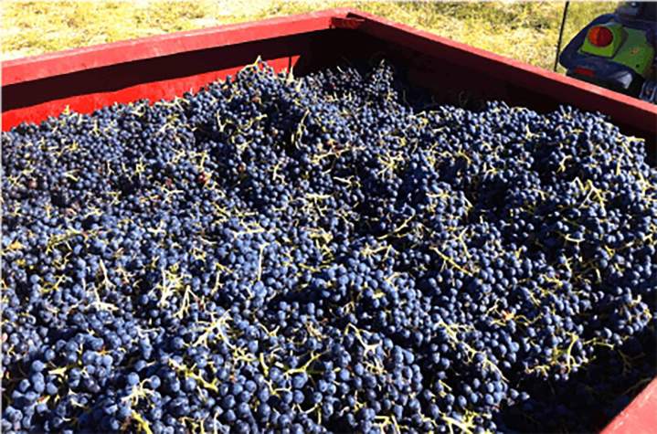 Récolte raisins Claret